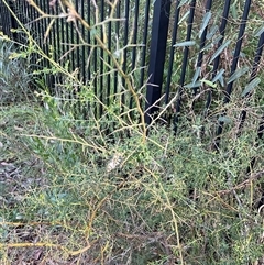 Bossiaea obcordata at Ulladulla, NSW - 10 Jun 2025 02:30 PM