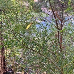 Bossiaea obcordata at Ulladulla, NSW - 10 Jun 2025 02:30 PM