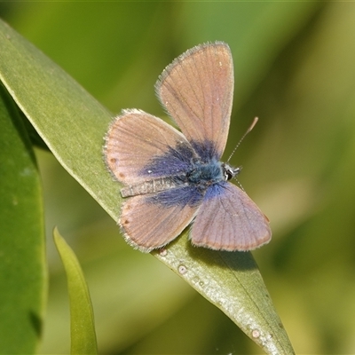 Nacaduba biocellata at Hall, ACT - 29 May 2025 by Anna123