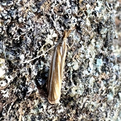 Hednota species near grammellus (Pyralid or snout moth) at Campbell, ACT - 5 Apr 2025 by Pirom