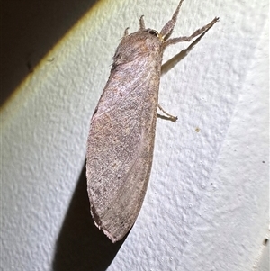 Elhamma australasiae (A Swift or Ghost moth (Hepialidae)) at Reid, ACT - 11 Feb 2025 by Pirom