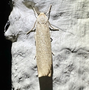 Lithosiini (tribe) (Footman) at Thredbo, NSW - 28 Feb 2025 by Pirom