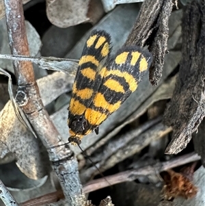 Asura lydia (Lydia Lichen Moth) at Ainslie, ACT - 14 Dec 2023 by Pirom