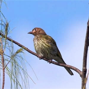 Oriolus sagittatus at Bongaree, QLD - 17 May 2025 by jb2602