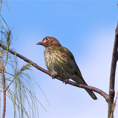 Sphecotheres vieilloti (Australasian Figbird) at Bongaree, QLD - 17 May 2025 by jb2602