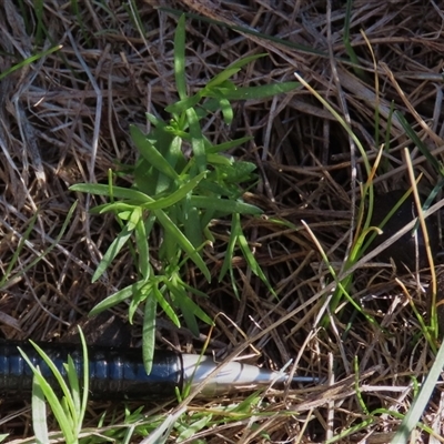 Stellaria angustifolia at Dry Plain, NSW - 1 Jun 2025 by AndyRoo