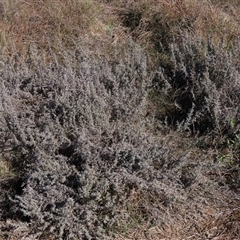 Chrysocephalum semipapposum (Clustered Everlasting) at Dry Plain, NSW - 1 Jun 2025 by AndyRoo