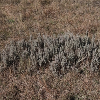 Chrysocephalum semipapposum (Clustered Everlasting) at Dry Plain, NSW - 1 Jun 2025 by AndyRoo