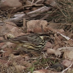 Pyrrholaemus sagittatus (Speckled Warbler) at Cootralantra, NSW - 2 Jun 2025 by AndyRoo