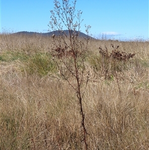 Symphyotrichum subulatum (Wild Aster, Bushy Starwort) at Franklin, ACT - 4 Jun 2025 by AndyRoo