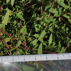 Einadia nutans subsp. nutans (Climbing Saltbush) at Franklin, ACT - 4 Jun 2025 by AndyRoo