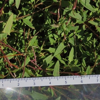 Einadia nutans subsp. nutans (Climbing Saltbush) at Franklin, ACT - 4 Jun 2025 by AndyRoo