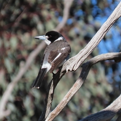 Cracticus torquatus (Grey Butcherbird) at Franklin, ACT - 4 Jun 2025 by AndyRoo