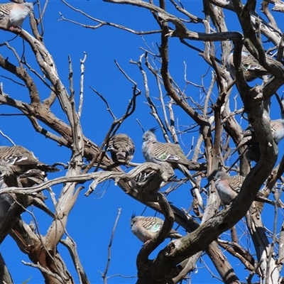 Ocyphaps lophotes (Crested Pigeon) at Franklin, ACT - 4 Jun 2025 by AndyRoo