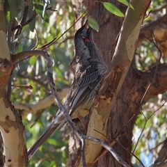 Anthochaera carunculata (Red Wattlebird) at Franklin, ACT - 4 Jun 2025 by AndyRoo