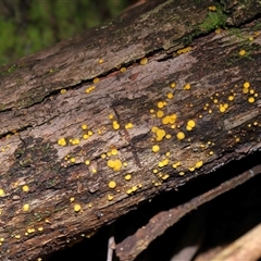 Bisporella citrina (Yellow Fairy Cups or Lemon Discos) at Paddys River, ACT - 11 Jun 2025 by TimL