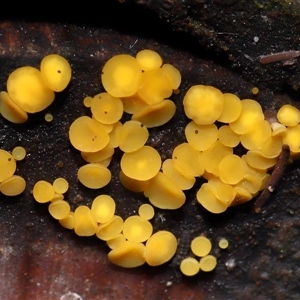 Bisporella citrina (Yellow Fairy Cups or Lemon Discos) at Paddys River, ACT - 11 Jun 2025 by TimL
