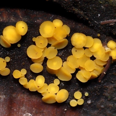 Bisporella citrina (Yellow Fairy Cups or Lemon Discos) at Paddys River, ACT - 11 Jun 2025 by TimL
