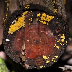 Bisporella citrina at Paddys River, ACT - 11 Jun 2025 12:18 PM