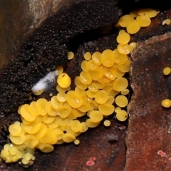 Bisporella citrina at Paddys River, ACT - 11 Jun 2025 12:18 PM