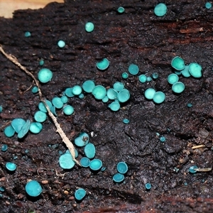 Chlorociboria (An elfcup fungus) at Paddys River, ACT - 11 Jun 2025 by TimL