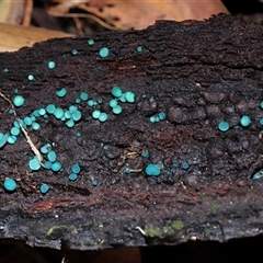 Chlorociboria at Paddys River, ACT - 11 Jun 2025 11:54 AM