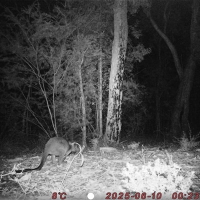 Wallabia bicolor (Swamp Wallaby) at Bucketty, NSW - 10 Jun 2025 by MartinPredavec