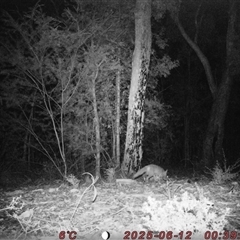 Vulpes vulpes (Red Fox) at Bucketty, NSW - 12 Jun 2025 by MartinPredavec