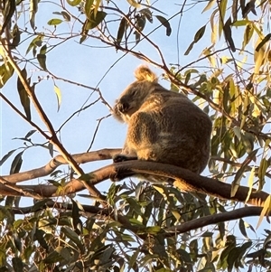 Phascolarctos cinereus (Koala) at Bucketty, NSW - 12 Jun 2025 by MartinPredavec