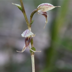 Acianthus fornicatus (Pixie-caps) at Thirlmere, NSW - 10 Jun 2025 by Snowflake