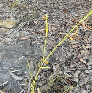 Bossiaea heterophylla at Bucketty, NSW - 12 Jun 2025 by MartinPredavec