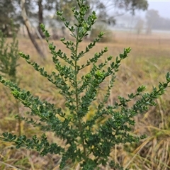 Genista monspessulana (Cape Broom, Montpellier Broom) at Phillip, ACT - Yesterday by Mike