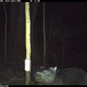 Vombatus ursinus (Bare-nosed Wombat) at Jamberoo, NSW - 25 Sep 2024 by Smithsay