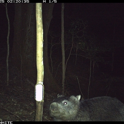 Vombatus ursinus (Common wombat, Bare-nosed Wombat) at Jamberoo, NSW - 25 Sep 2024 by Smithsay