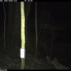 Vulpes vulpes (Red Fox) at Jamberoo, NSW - 25 Sep 2024 by Smithsay