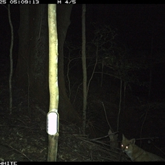 Vulpes vulpes at Jamberoo, NSW - 25 Sep 2024 05:09 AM