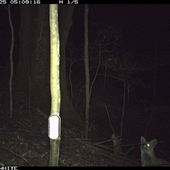 Vulpes vulpes at Jamberoo, NSW - 25 Sep 2024 05:09 AM