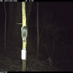 Rattus rattus at Jamberoo, NSW - 26 Sep 2024 by Smithsay