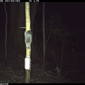Rattus rattus at Jamberoo, NSW - 26 Sep 2024 by Smithsay