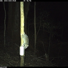 Unverified at suppressed - suppressed