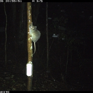 Rattus sp. (A native or introduced Rattus species) at Jamberoo, NSW - 26 Sep 2024 by Smithsay