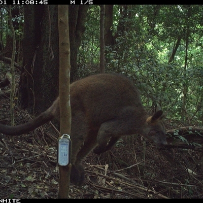 Wallabia bicolor (Swamp Wallaby) at Jamberoo, NSW - 1 Oct 2024 by Smithsay