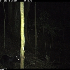 Felis catus (Feral Cat) at Jamberoo, NSW - 4 Oct 2024 by Smithsay