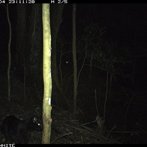 Felis catus (Feral Cat) at Jamberoo, NSW - 4 Oct 2024 by Smithsay