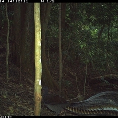 Menura novaehollandiae (Superb Lyrebird) at Jamberoo, NSW - 14 Oct 2024 by Smithsay