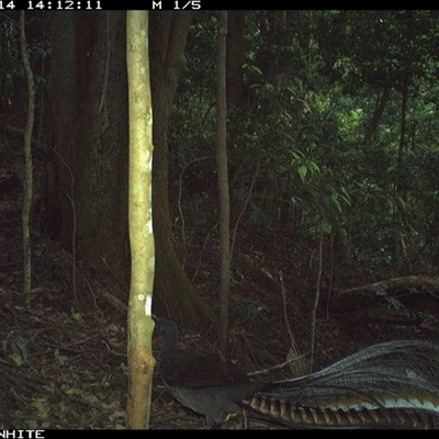 Menura novaehollandiae (Superb Lyrebird) at Jamberoo, NSW - 14 Oct 2024 by Smithsay