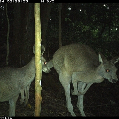 Macropus giganteus (Eastern Grey Kangaroo) at Jamberoo, NSW - 24 Oct 2024 by Smithsay