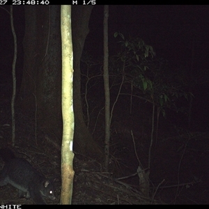 Trichosurus vulpecula at Jamberoo, NSW - 27 Oct 2024 by Smithsay