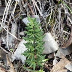 Cheilanthes sieberi (Rock Fern) at Aranda, ACT - 11 Jun 2025 by LeahColebrook