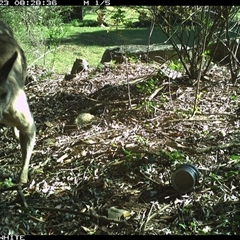 Macropus giganteus (Eastern Grey Kangaroo) at Jamberoo, NSW - 23 Sep 2024 by Smithsay